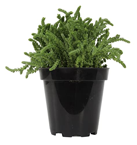 Altman Plants, 3.5" Watch Chain Crassula Live Succulent Plant Succulent Plants, Live Succulents Plants Live Indoor Plants Live Houseplants Live Indoor House Plants Indoors, Live Plants Indoor Plants