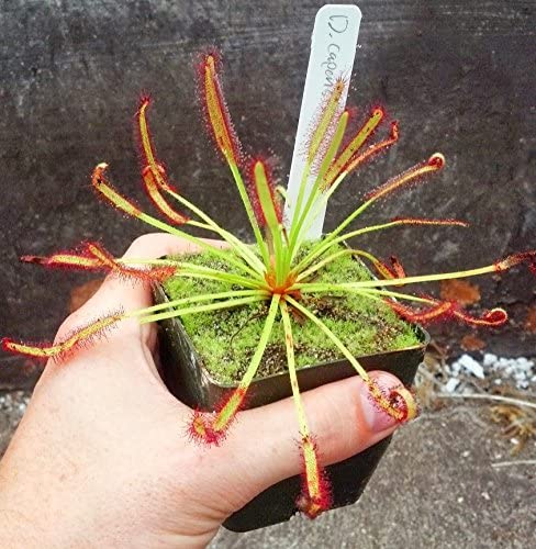 Cape Sundew - Drosera capensis - Carnivorous Plant 3" Pot