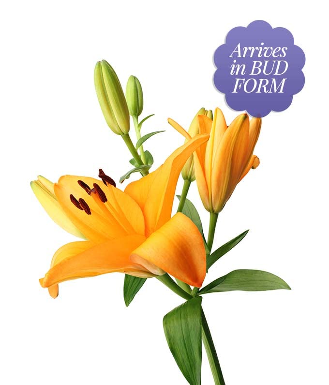 From You Flowers - Stunning Lily Bouquet with Glass Vase (Fresh Flower Bouquets) Birthday, Anniversary, Get Well, Congratulations, Thank You, All Occasions