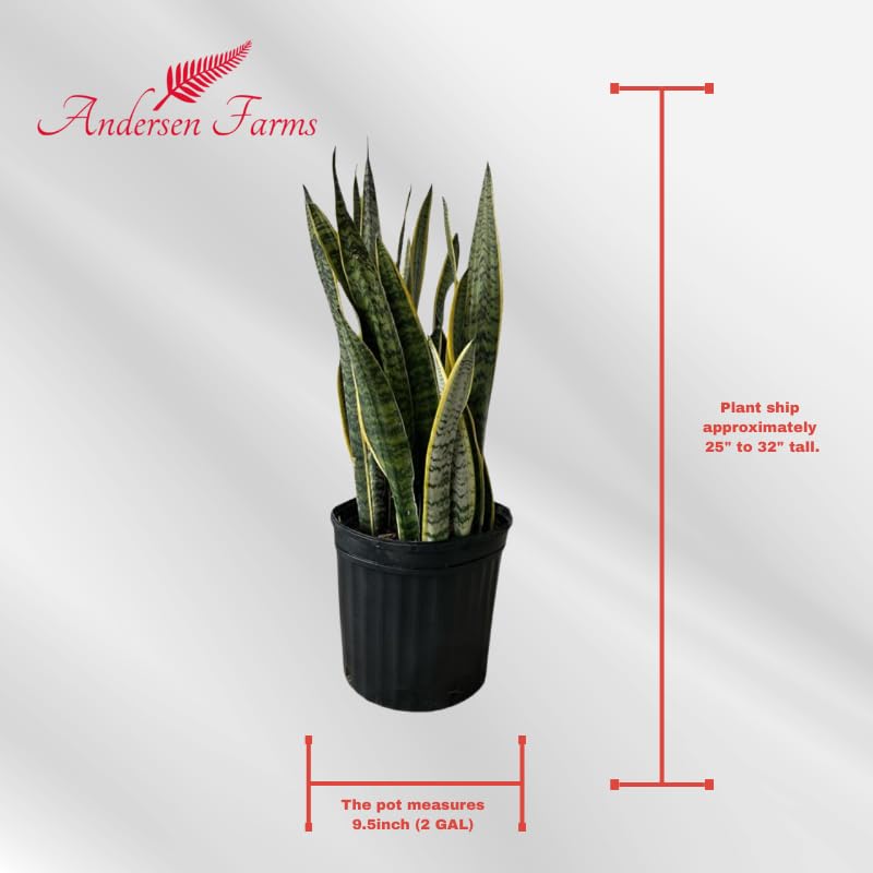 Andersen Farms Sansevieria Laurentii Live Plant Indoor/Outdoor in 10 in Grower Pot, Green, Yellow