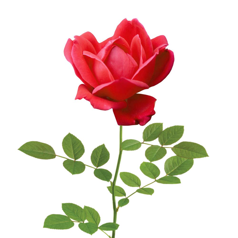 Perfect Plants Double Red Knock Out Rose 1 Gallon, Live Plant Planting Guide