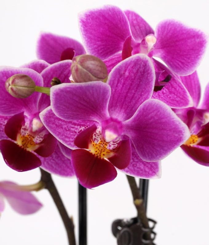 From You Flowers - Touch of Royalty Mini Orchid for Birthday, Anniversary, Get Well, Congratulations, Thank You, All Occasions