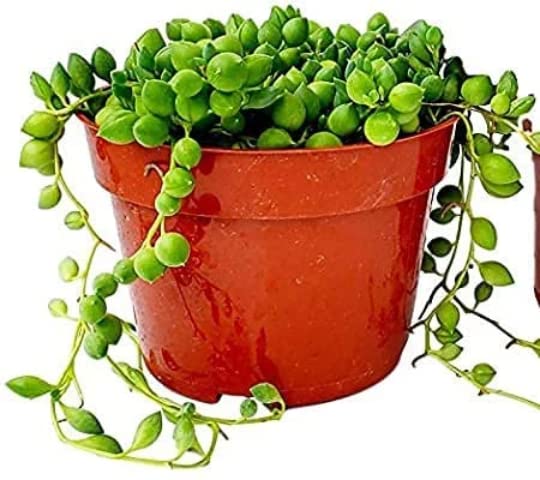 String of Pearls Succulents Plants Live, Succulent Plants Fully Rooted, Rare House Plant for Home Office Decoration, DIY Projects, Party Favor Gift by Fatplants (2, 4 Inch)