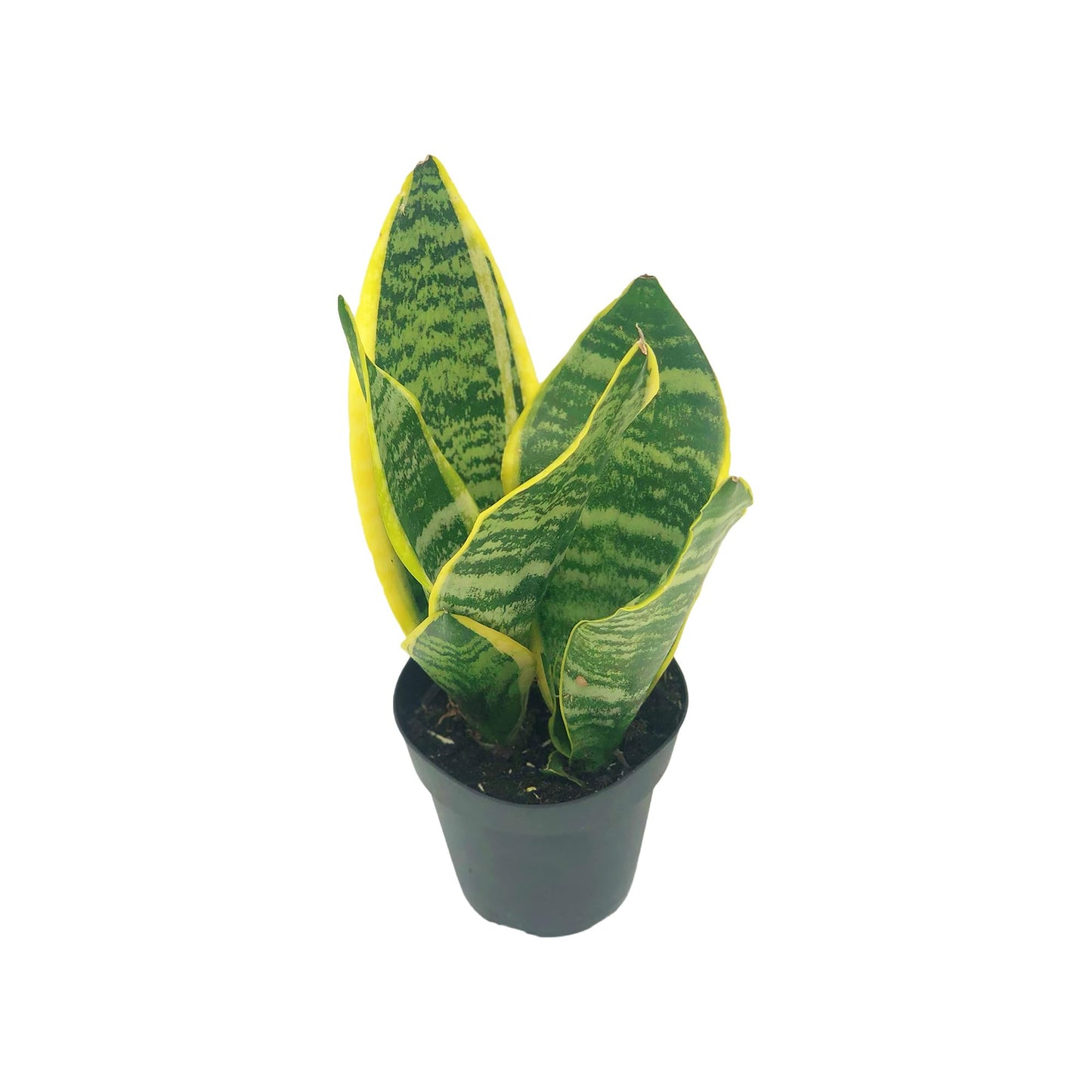 Live Snake Plant – Sansevieria Superba Trifasciata – ragnaroc Tropical Plant in 4” Pot +6” Plant Height, Indoor House Plant in Pot, Potted Succulent Plant