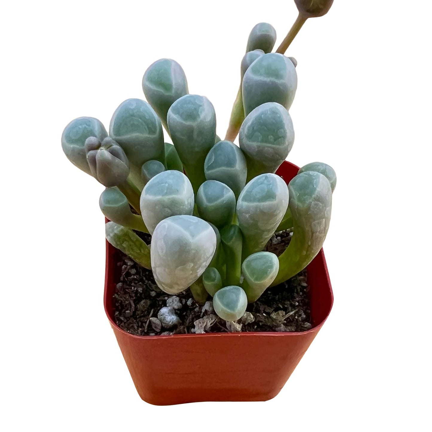 Sprout N Green Baby Toes, Live Fenestraria rhopalophylla Succulent Fully Rooted in 2 inch Nursery Pot, House Plant Home Office Wedding Decoration DIY Projects Party Favor Baby Shower