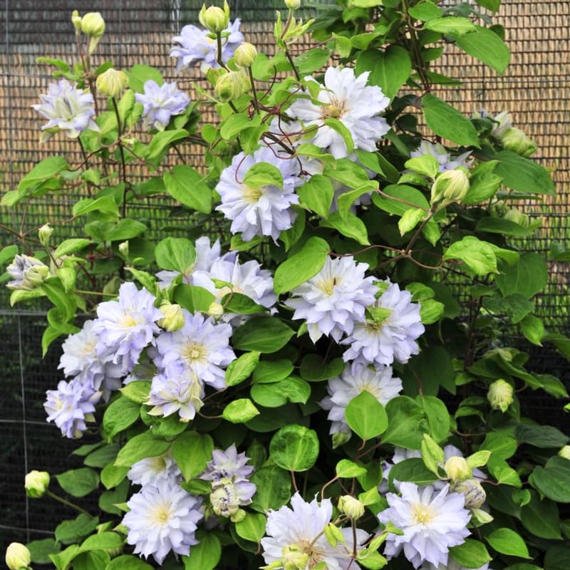White Blue Clematis Vine Plant Live for Planting, Fragrant Clematis Plant Live in 2.5 Inches Pot, Clematis Flowers Perennial