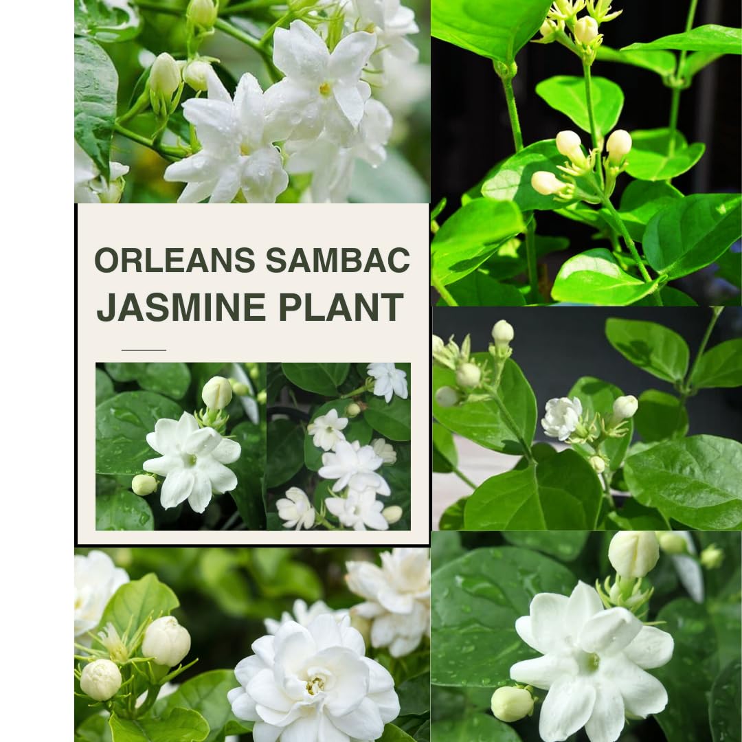 2 Maid of Orleans Sambac Jasmine Live Plants, Jasmine Plant Live, Sambac Jasmine, 4 to 6 Inc Tall, Tea Jasmine Fragrant Plant, Blooming Jasmine Plant