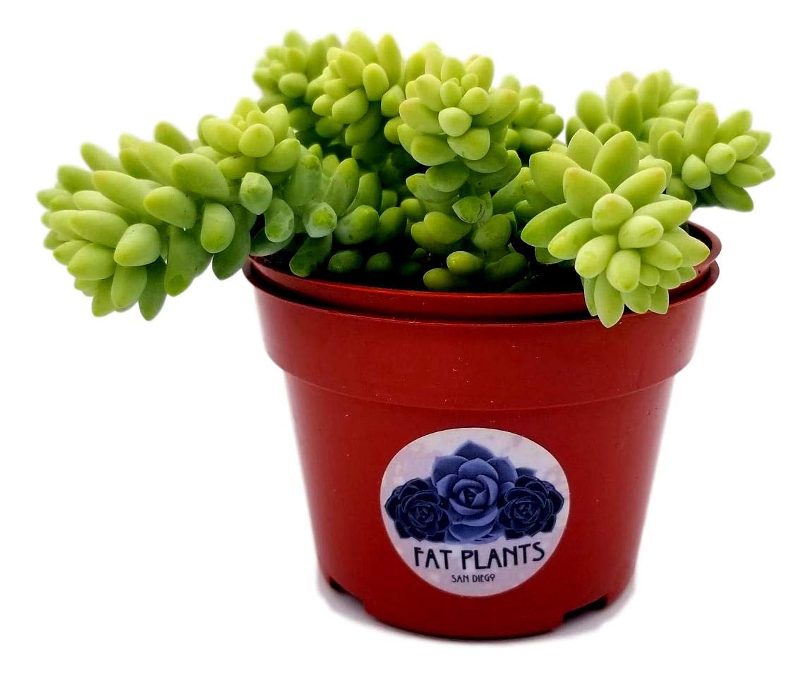 Living Succulent 4" Donkey Tails, Fully Rooted Succulents Plants Live, Succulent Plants Trailing Hanging, Sedum Burrito House Plant for Home Office Decoration, DIY Projects, Party Favor Gift