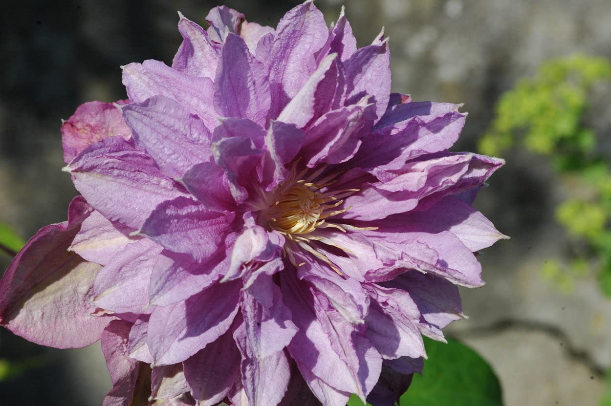 Clematis Proteus - Live Plant in a 4 Inch Growers Pot - Clematis 'Proteus ' - Starter Plants Ready for The Garden - Beautiful Lilac Flowering Vine