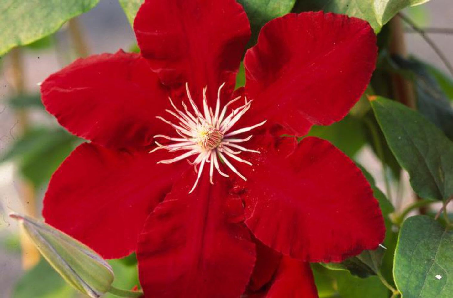 Perennial Farm Marketplace (Clematis Hybrid Rebecca) (Clematis Hybrid Rebecca) Vine, 4 Quart, Velvety Red Flowers