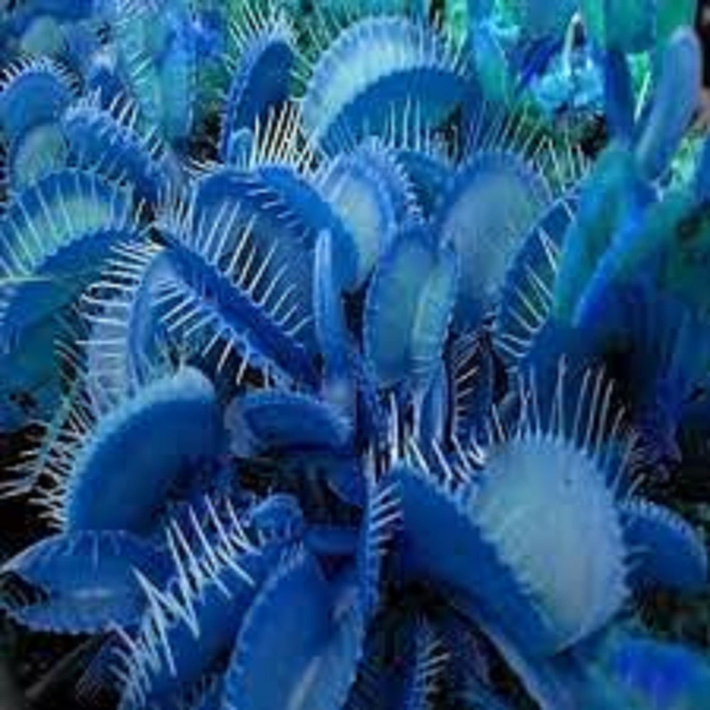 CHUXAY GARDEN Blue Carnivorous Plant Seed 70 Seeds Rare Color Pitcher Beautiful Potted Plants Desktop Bonsai