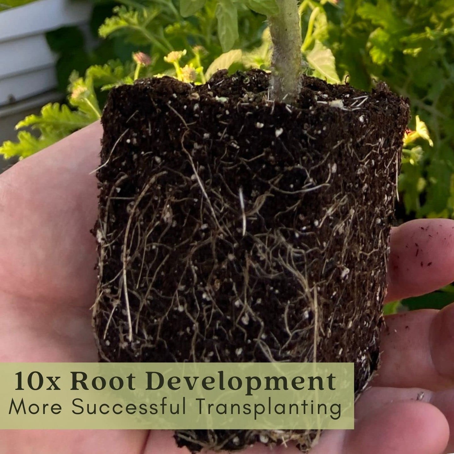 Clovers Garden Purple Coneflower (Echinacea Purpurea) Plants – Two (2) Live Plants – Non-GMO - Not Seeds - Each 4" to 8" Tall – in 4" Inch Pots – Hardy Flowering Perennial, Pollinator Favorite