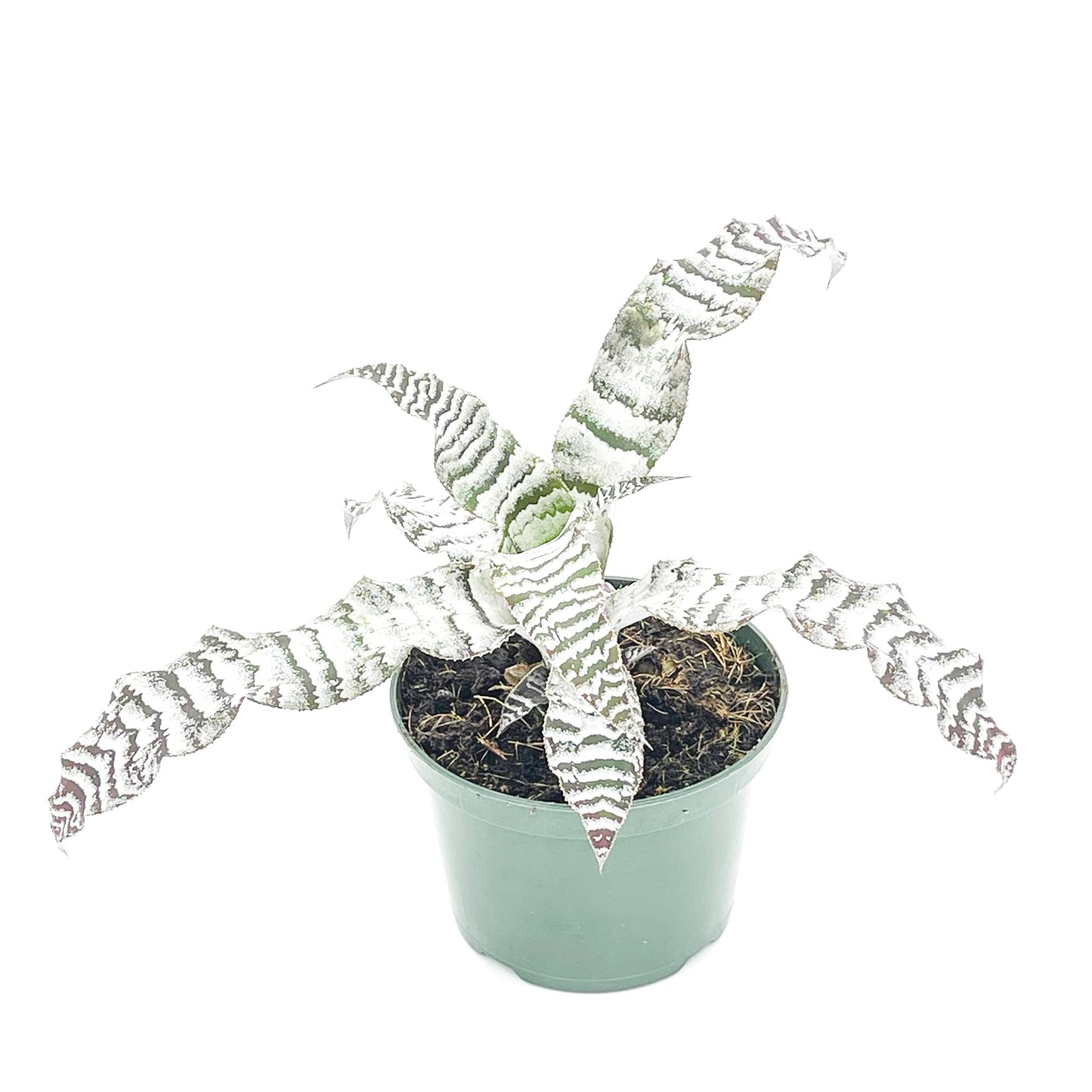 ragnaroc Live Plants – Cryptanthus ‘Absolute Zero‘, Jumbo 4-8" in 4" Pot - 1ct - Live Arrival Guaranteed - House Plants for Home Decor & Gift