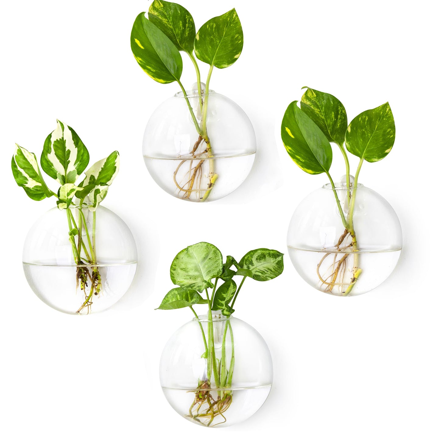 Ivolador Wall Plant Propagation Station Hanging Glass Planter Vase Terrarium Container Cylinder Shape Perfect for Propagating Hydroponic Plants Home Office Garden Decor Wedding-4PCS