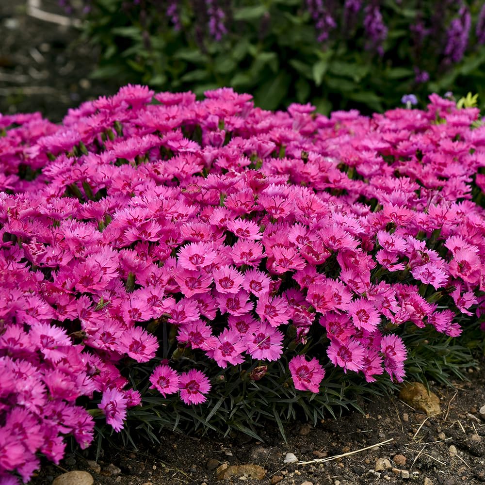 Live Plant from Green Promise Farms - Proven Winners, Dianthus Paint The Town Fancy Pinks, Rosy Fuschia Flowers - #1 Gallon Size Container