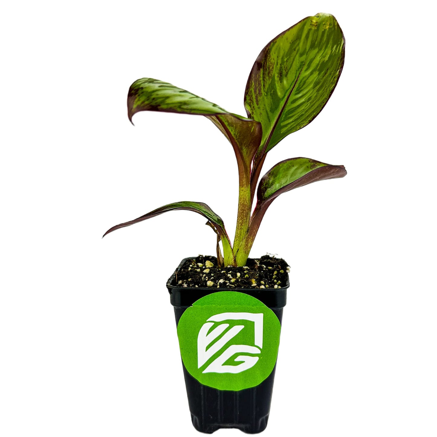 Red Abyssinian Banana Live Plant - Ensete ventricosum maurelii - Wellspring Gardens - Easy to Grow Starter Plants Great for Nature Lovers & Gardeners - Outdoor Planting in Home, Garden, Patio & Yard