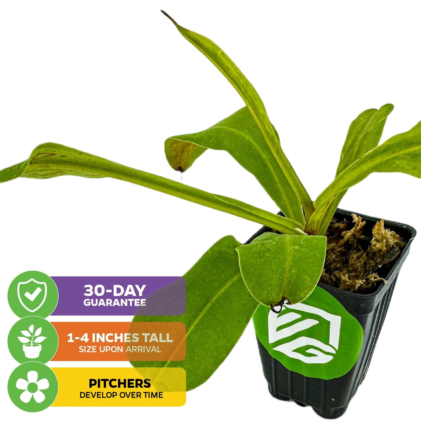 Alata Pitcher Plant - Nepenthes Live Carnivorous Plant by Wellspring Gardens - Easy to Grow Starter Bulbs Great for Nature Lovers & Gardeners - Outdoor & Indoor Aquatic Planting