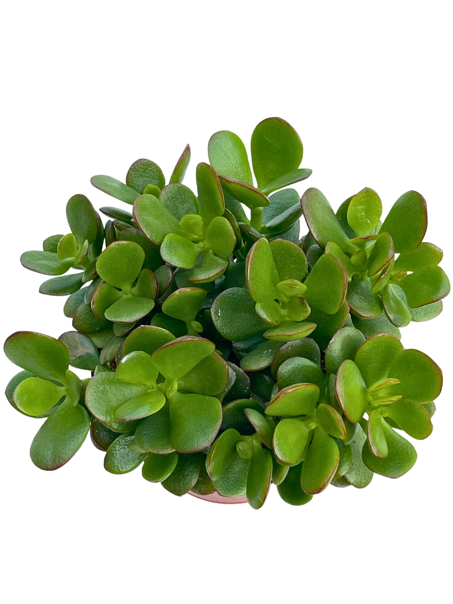 Jade Plant 4" Crassula Ovata Jade Compact Succulent Plants Live, Easy to Grow Hard to Kill Houseplant by The Succulent Cult