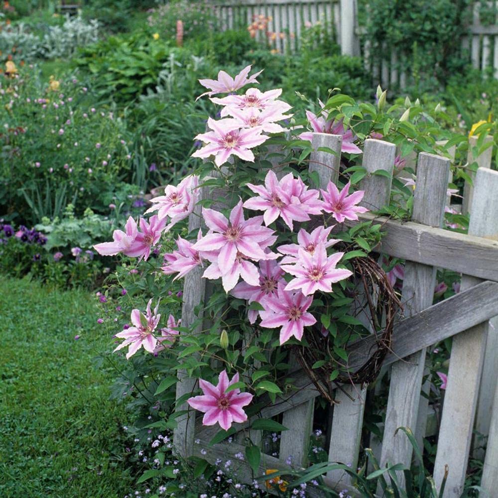 Clematis Fireworks - Live Plant in a 4 Inch Growers Pot - Clematis 'Fireworks' - Starter Plants Ready for The Garden - Beautiful Deep Pink and Purple Flowering Vine