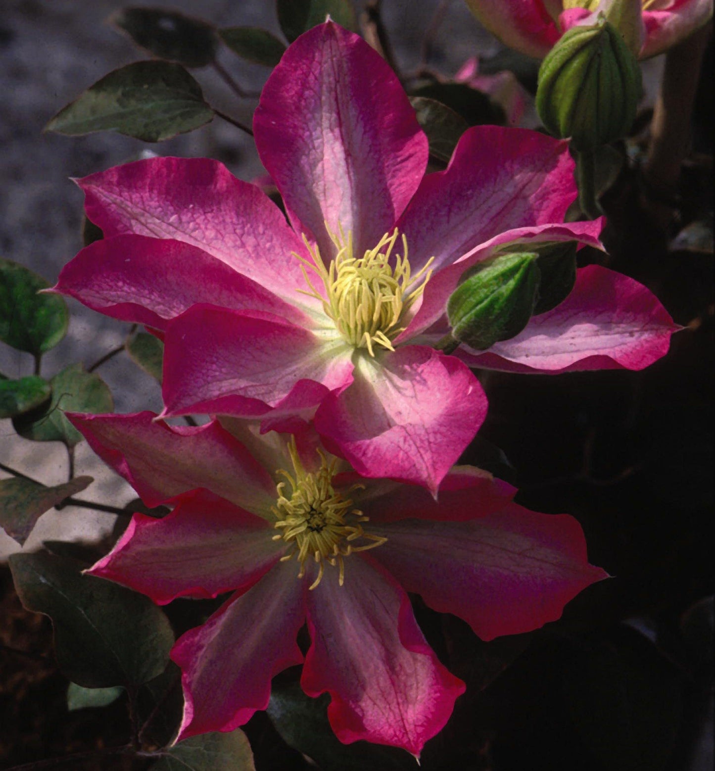 Asao Clematis - Live Plant in a 4 Inch Growers Pot - Clematis 'Asao' - Starter Plants Ready for The Garden - Bold and Beautiful Pink Flowering Vine