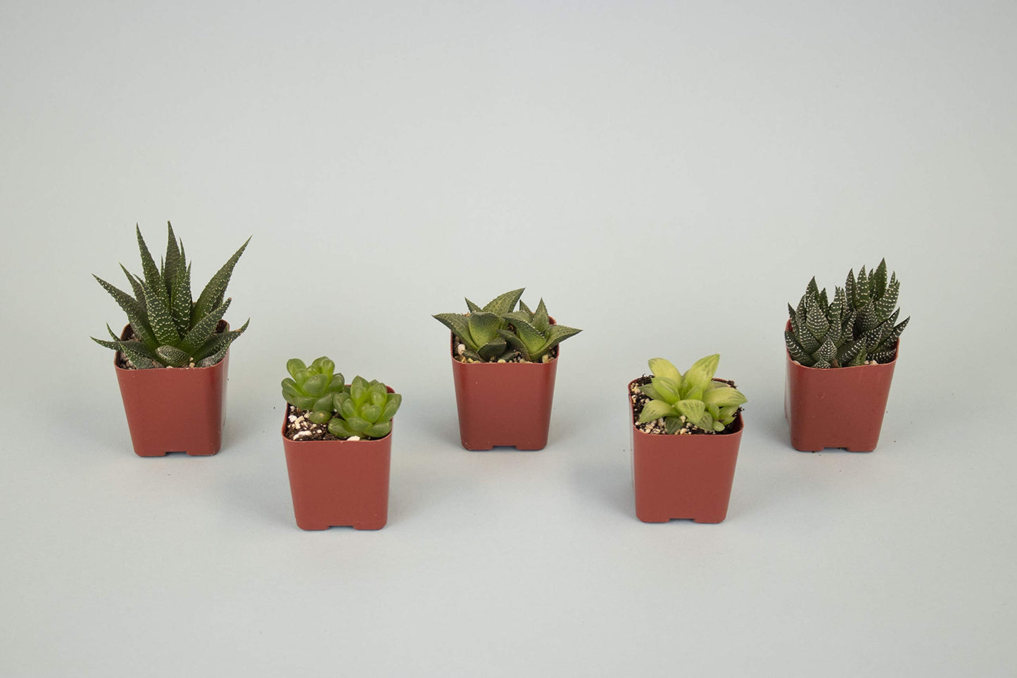 Shop Succulents | Haworthia Collection | Assortment of Hand Selected, Fully Rooted Alluring Miniature Aloe Live Indoor Succulent Plants, 5-Pack