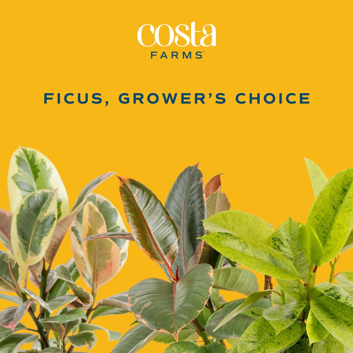 Costa Farms Ficus Live Plants (Pack of 6), Easy to Grow Live Indoor Houseplants, Grower's Choice Collection, Potted in Minimal Decor Plant Pots, Potting Soil, Housewarming Gift, Home and Room Decor