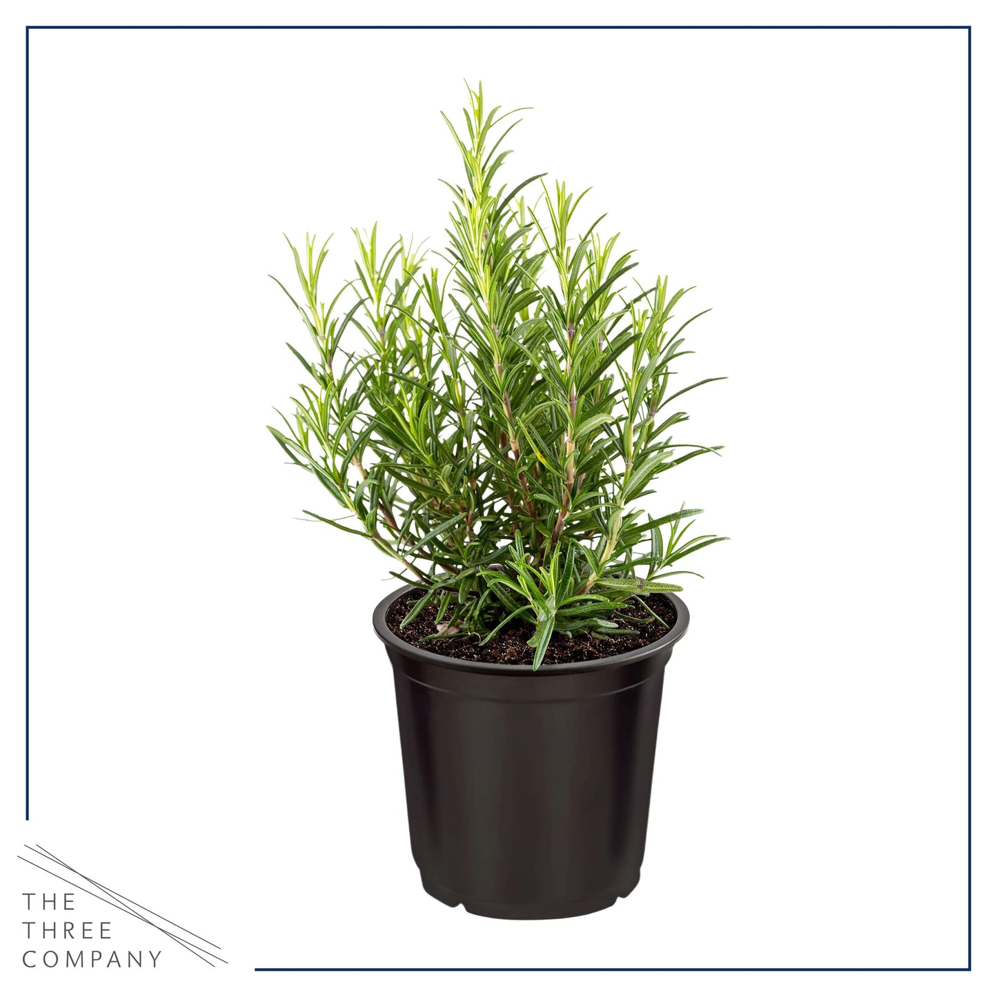 Live Aromatic and Edible Herbs - Assorted Varieties (4 Per Pack) - Lemon Verbena, Eucalyptus, Mint, Lemon Balm - 6" Tall by 3" Wide in 1 Pint Pot