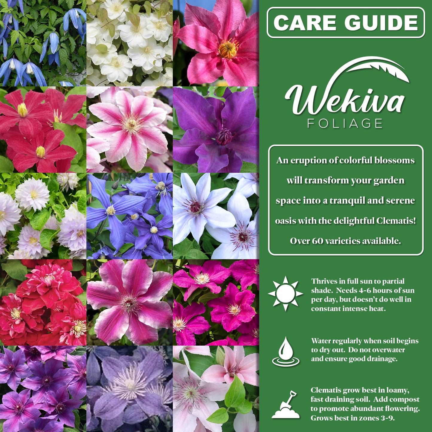 Clematis Variety Pack - 5 Live Starter Plants in 2 Inch Pots - Grower's Choice One Each of Multiple Clematis Varieties - Beautiful Flowering Vines from Florida