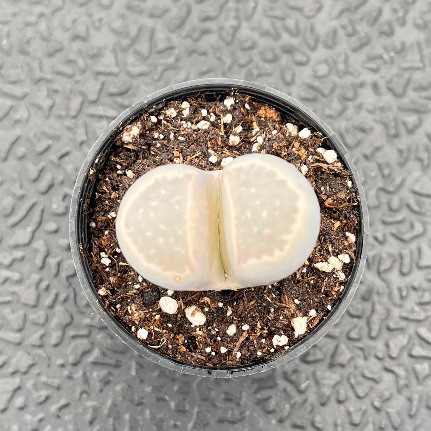 Sprout N Green 1-1.5in Lithops marmorata v. marmorata, 3 Years Old Rare Living Stone Plant Fully Rooted Pot, Cute Potted Succulents House Pebble Plant, Great for Terrarium Arrangement, DIY Project