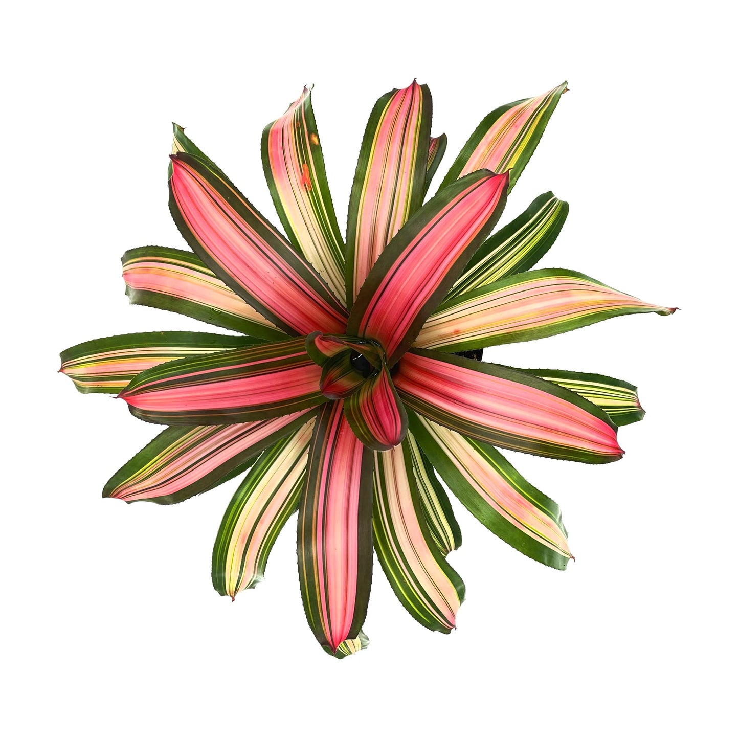 ragnaroc Live Plants – Bromeliad Neoregelia Minerva, 8-12" in 6" Pot - 1ct - Live Arrival Guaranteed - House Plants for Home Decor & Gift