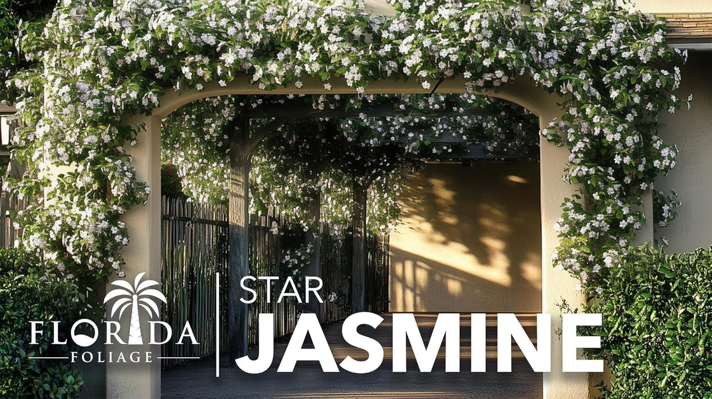 Star Jasmine | 2 Extra Large 3 Gallon Plants | Trachelospermum Jasminoides | Fragrant Climbing Vine | Ideal for Trellises and Arbors