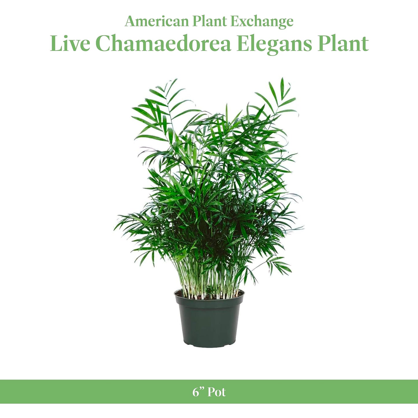 American Plant Exchange Parlor Palm – Live 6-Inch Potted Houseplant, Easy-Care Air-Purifying Indoor Palm, Low-Light Tolerant Tropical Plant for Home, Office, Bedroom & Modern Indoor Décor