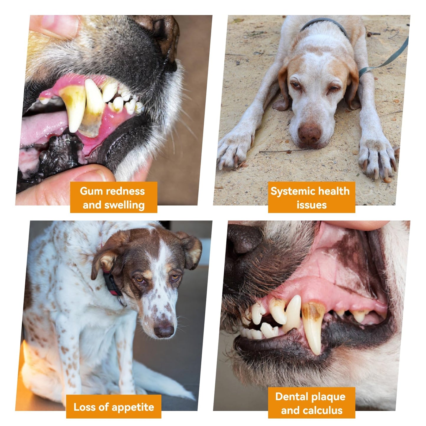 Opdent Dog Plaque and Tartar Remover - Dog Tooth Brushing Kit with LED Light, Electric Toothbrush for Dogs,5 Adjustable Mode& 3 Cleaning Head, Plaque Remover for Teeth Stains for Dogs and Cats