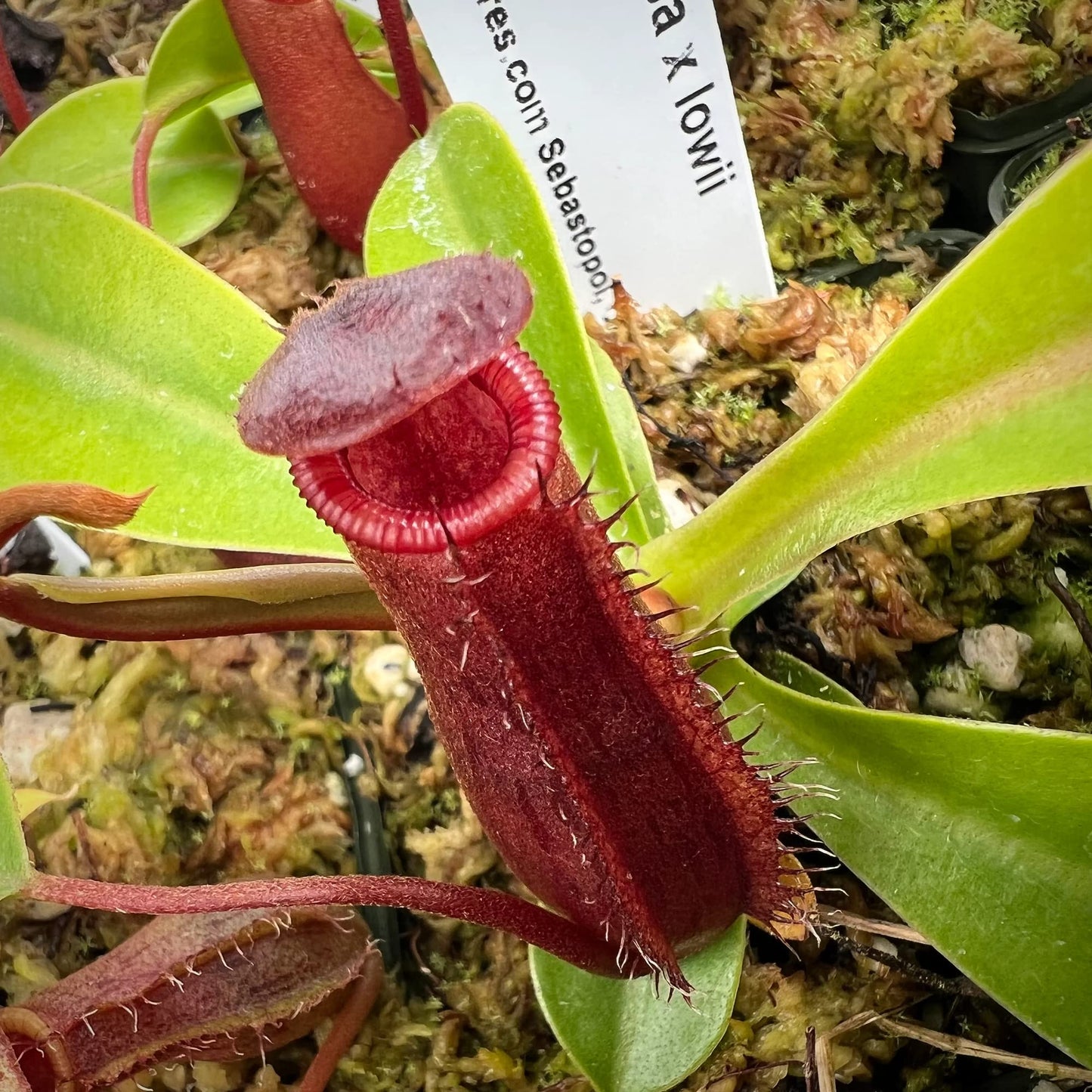 CHUXAY GARDEN Mix Nepenthes-Tropical Pitcher Plants,Monkey Cups,Nepenthaceae 400 Seeds Red Blue Green Potted Bonsai Carnivorous Plants Fast Growing & Maintain