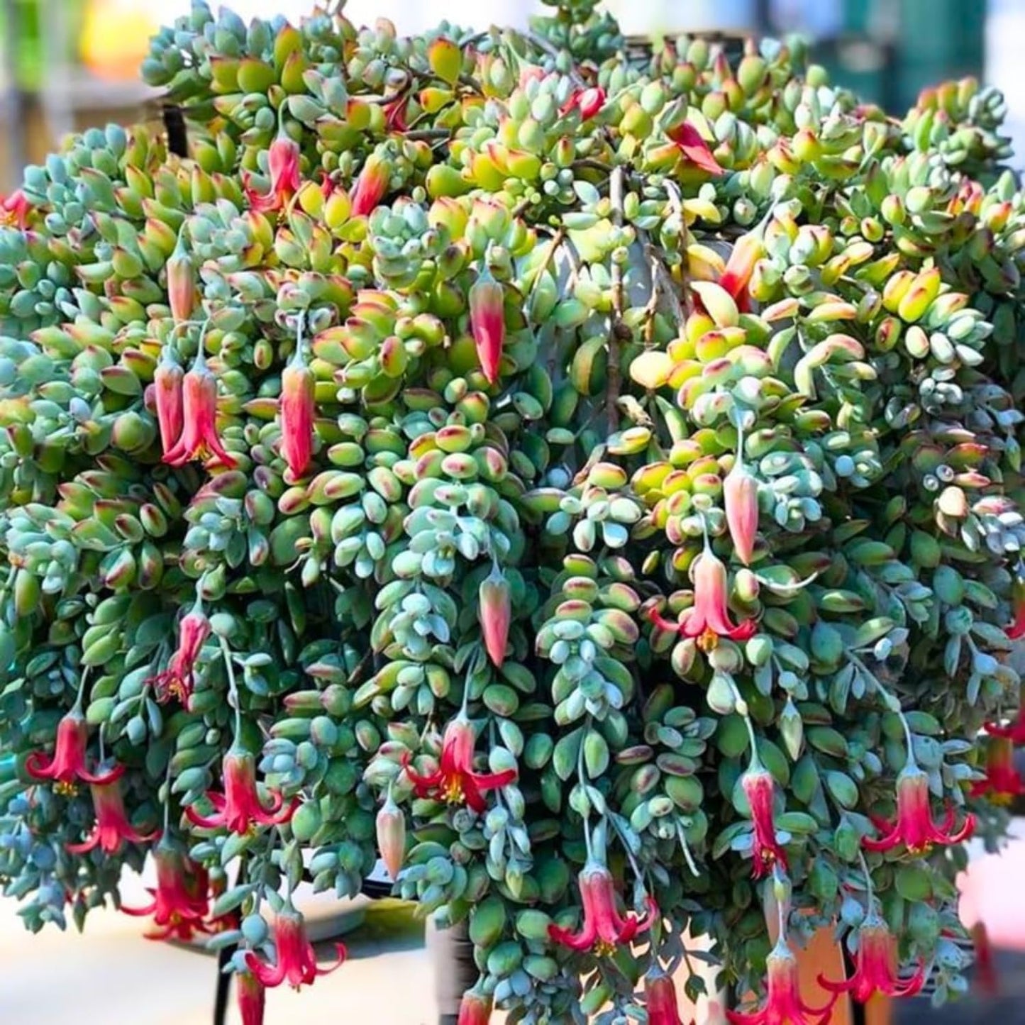 Cotyledon Pendens Succulent Live Plant, Trailing Succulent Plant Live Houseplant in 2 Inch Pot, Small Succulent Live Plant