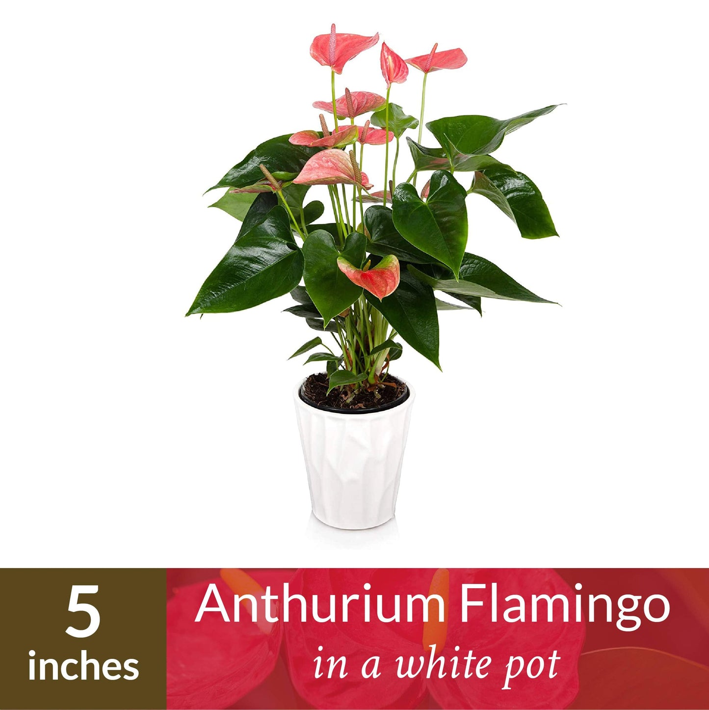 Plants and Blooms Shop JAI261 Anthurium Easy Care Live Plants, 5" Diameter, Pink