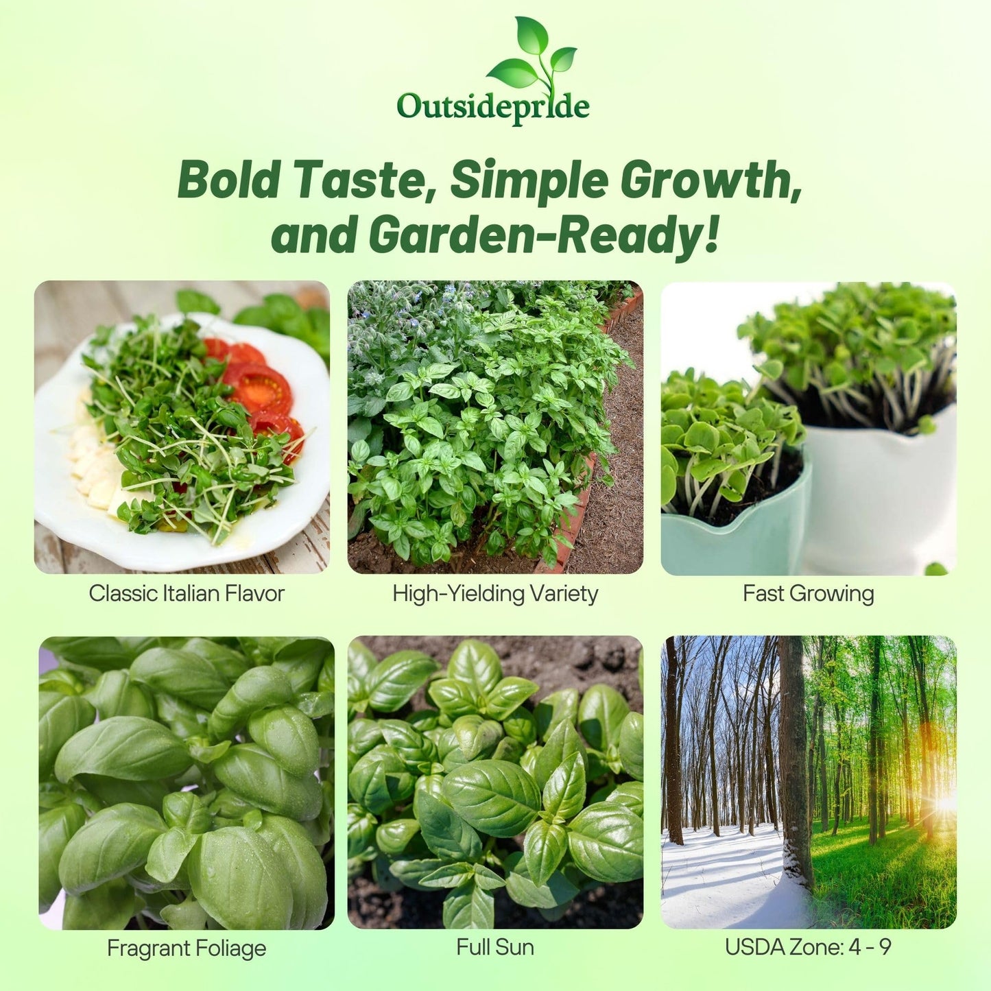 Outsidepride Genovese Sweet Basil Seeds for Planting - 1/2 lb. Easy to Grow Annual Herb Garden Seeds with Aromatic & Flavorful Foliage for Containers, Companion Planting, Indoors & Outdoors