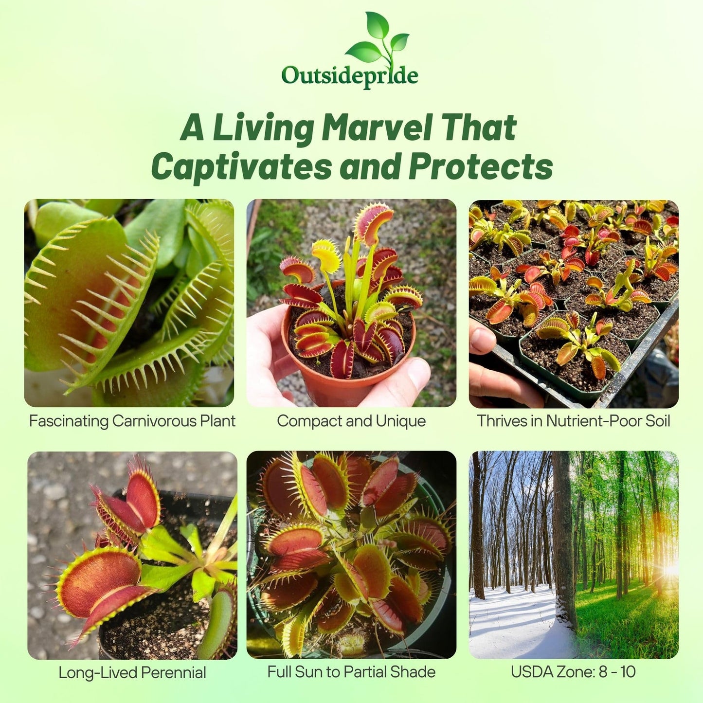 Outsidepride Venus Flytrap Seeds - 10 Pcs Perennial, Unique & Carnivorous, Indoor Plant Seeds for House Plants, Easy to Grow & Low Maintenance, Ideal for Terrariums, Pots, & Non-Winter Hardy Zones