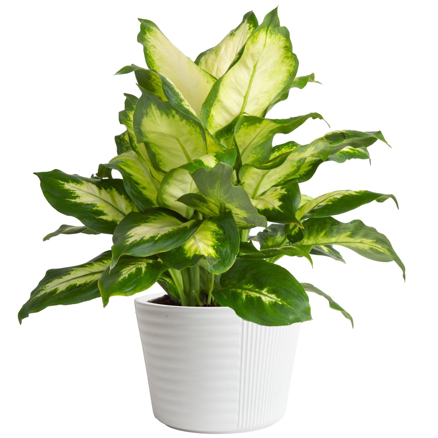Costa Farms Dieffenbachia Live Plant Indoor, Easy Grow Light and Watering Houseplant, Potted in Indoors Garden Decor Plant Pot, Soil, Grower's Choice, Home and Office Plants Decor, 1 Foot Tall