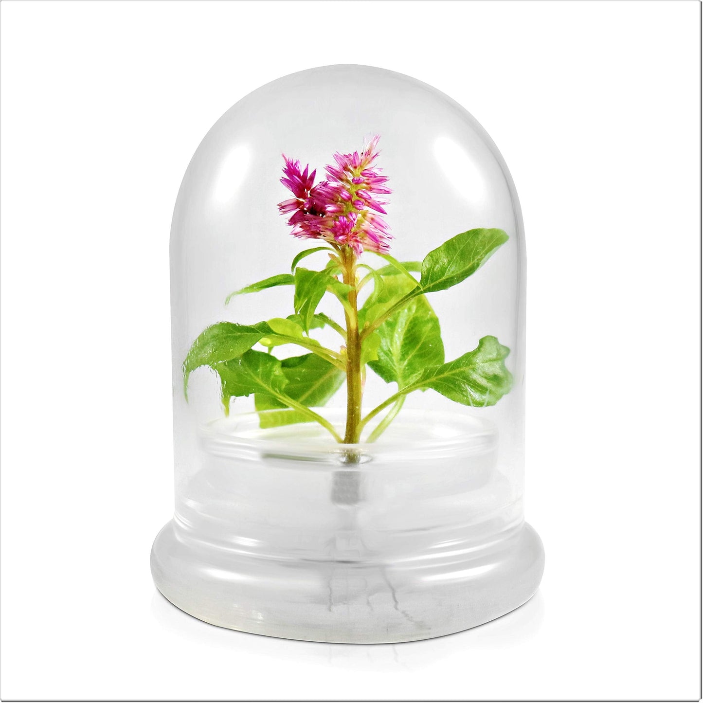 BLOOMIFY Celosia Flower Terrarium, Zero Care, Cockscomb, 4" Jar