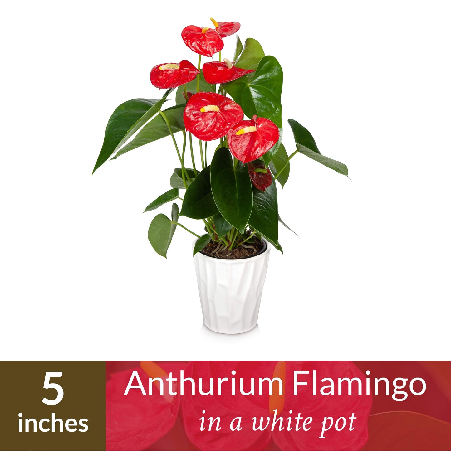 Just Add Ice JAI260 Anthurium Easy Care Live Plants, 5” Diameter, Red