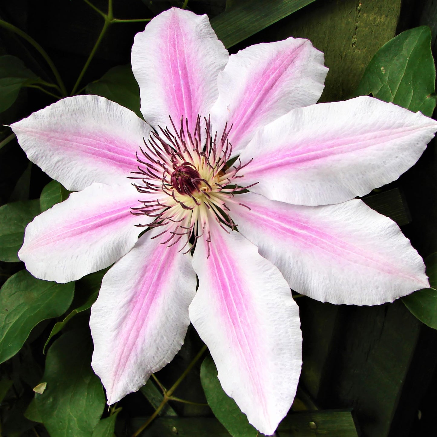 Easy to Grow Clematis Nelly Moser - 2 Potted Vine Plants in Quart Grower Pots, Pink & White Flowers in Summer