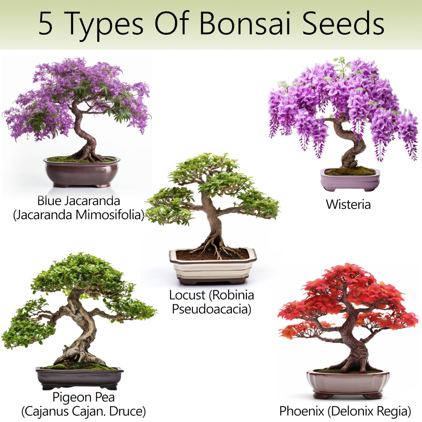 AVERGO Bonsai Tree Kit for Beginners – 5X Unique Japanese Bonzai Trees | Complete Indoor Starter Kit for Growing Plants with Bonsai Seeds, Tools & Planters – Gardening Gifts for Women & Men