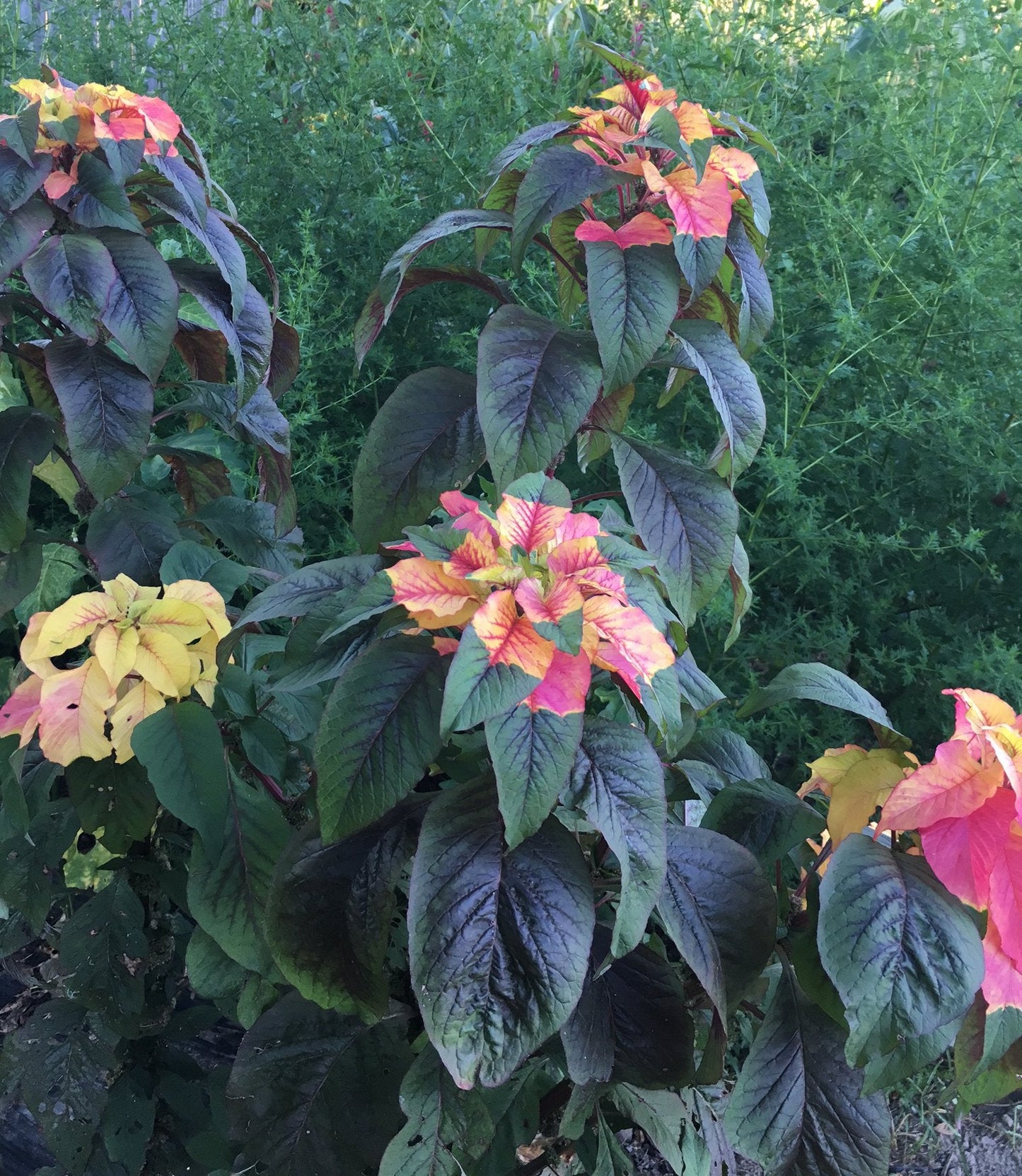 Joseph's Coat Amaranthus Tricolor Amaranth Summer Poinsettia Premium Seeds for Planting Packet