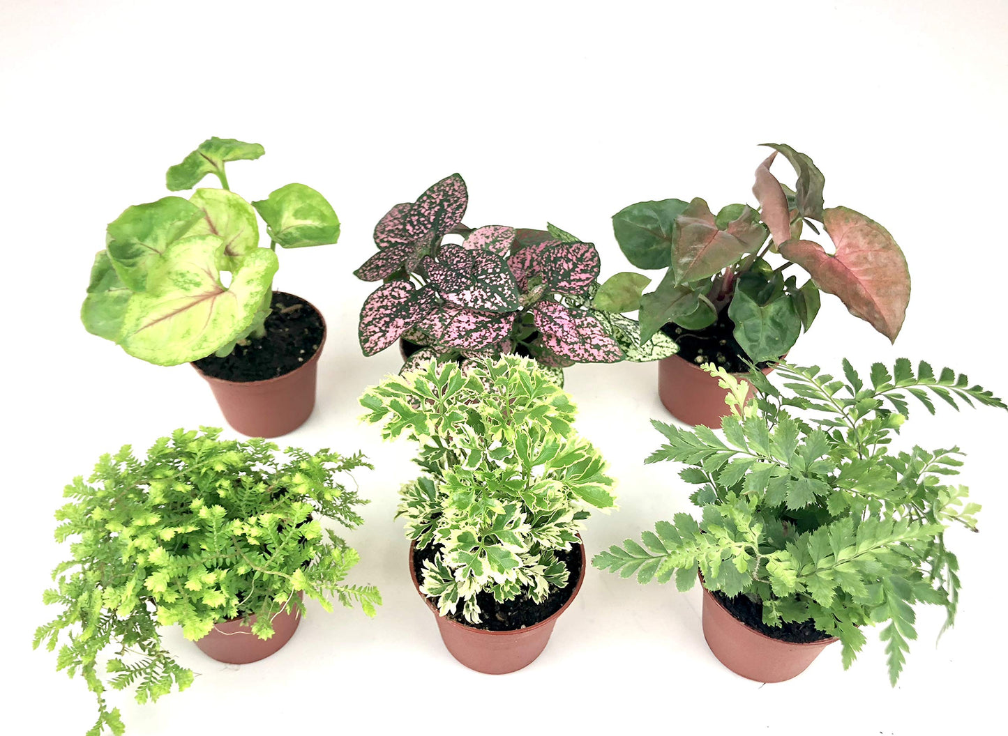 Mini Terrarium Plants (6 Plants) (2" Pots) Fairy Garden Plants Assorted Varieties