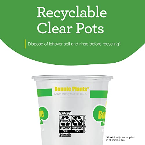 Bonnie Plants Sweet Basil Live Herb Plants - 4 Pack, Warm Season Annual, Italian & Asian Dishes