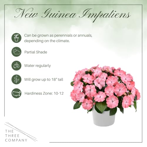 Live Flowering New Guinea Impatiens - Grower's Choice Assorted Colors (3 Plants Per Pack) - Beautiful Flowering Shade Flowers - 12" Tall by 5" Wide in 1 Qt Pot