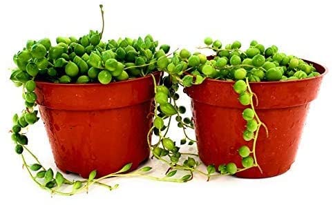 String of Pearls Succulents Plants Live, Succulent Plants Fully Rooted, Rare House Plant for Home Office Decoration, DIY Projects, Party Favor Gift by Fatplants (2, 4 Inch)