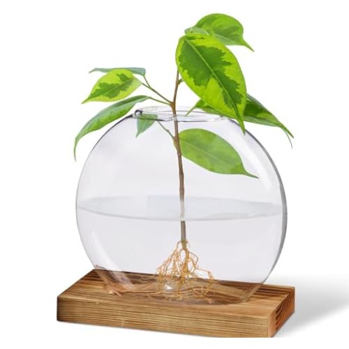 Garden Rituals - Plant Propagation Station Vase, Glass Terrarium Jars, Modern Hydroponic Planters for Indoor Plants, Desktop Glass Pots for Plants Round Vases Plant Holder Home Office Decor, 1Vase