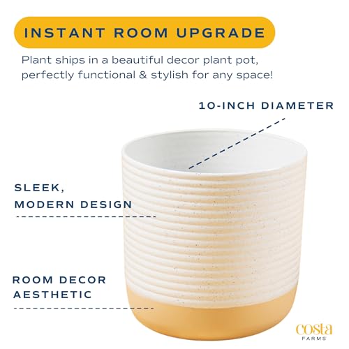 Costa Farms Chinese Evergreen, Aglaonema Easy To Grow Live Indoor Plant in Premium Décor Planter Pot, Houseplant in Potting Soil Mix, Housewarming, Unique Home Décor or Room Decor, 2-3 Feet Tall